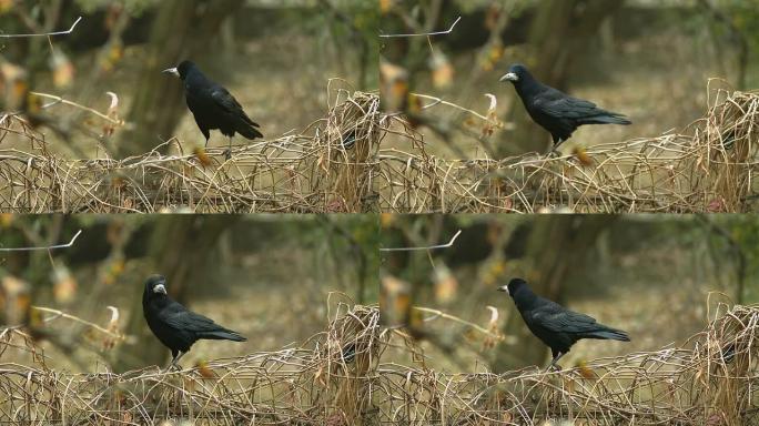秋天的黑城乌鸦实拍乌鸦乌鸦栖息乌鸦特写