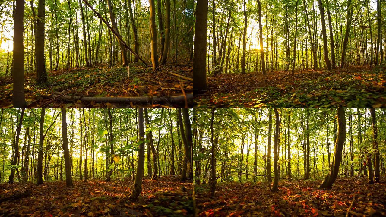 阳光下森林的稳定镜头