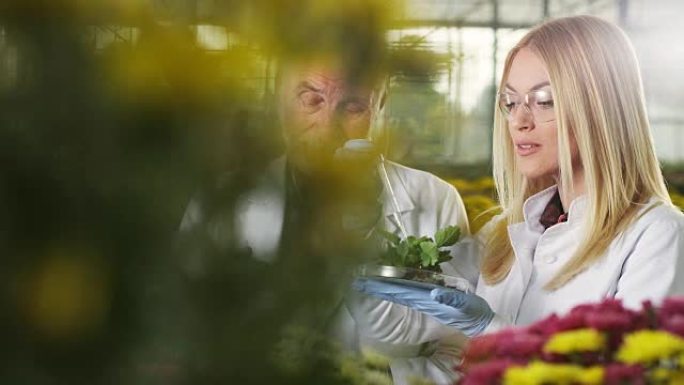 生物学家在工作植物研究科学家植物生长