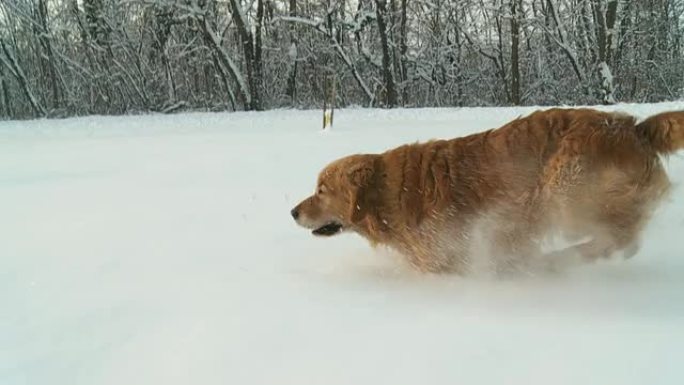 HD稳定缓慢MO：狗在深雪中奔跑