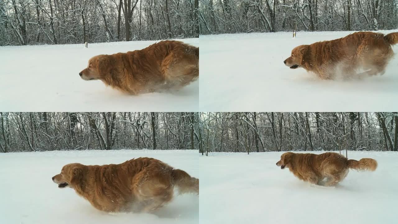 HD稳定缓慢MO：狗在深雪中奔跑