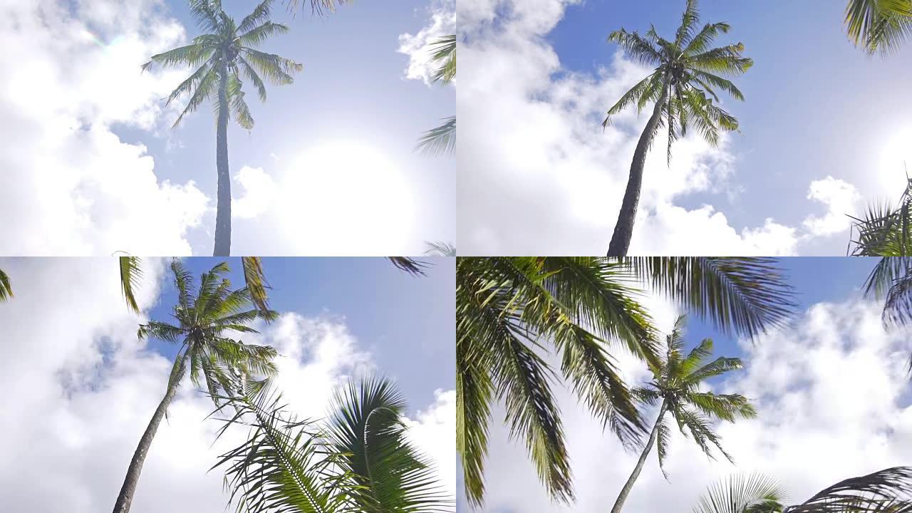 路过棕榈树椰子树海滩沙滩椰子树
