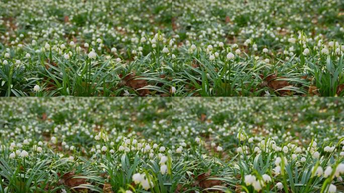 DS雪花莲之地雪花莲之地