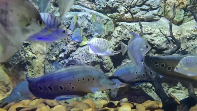 水族馆 海洋馆 鱼类  水生物 游动的鱼