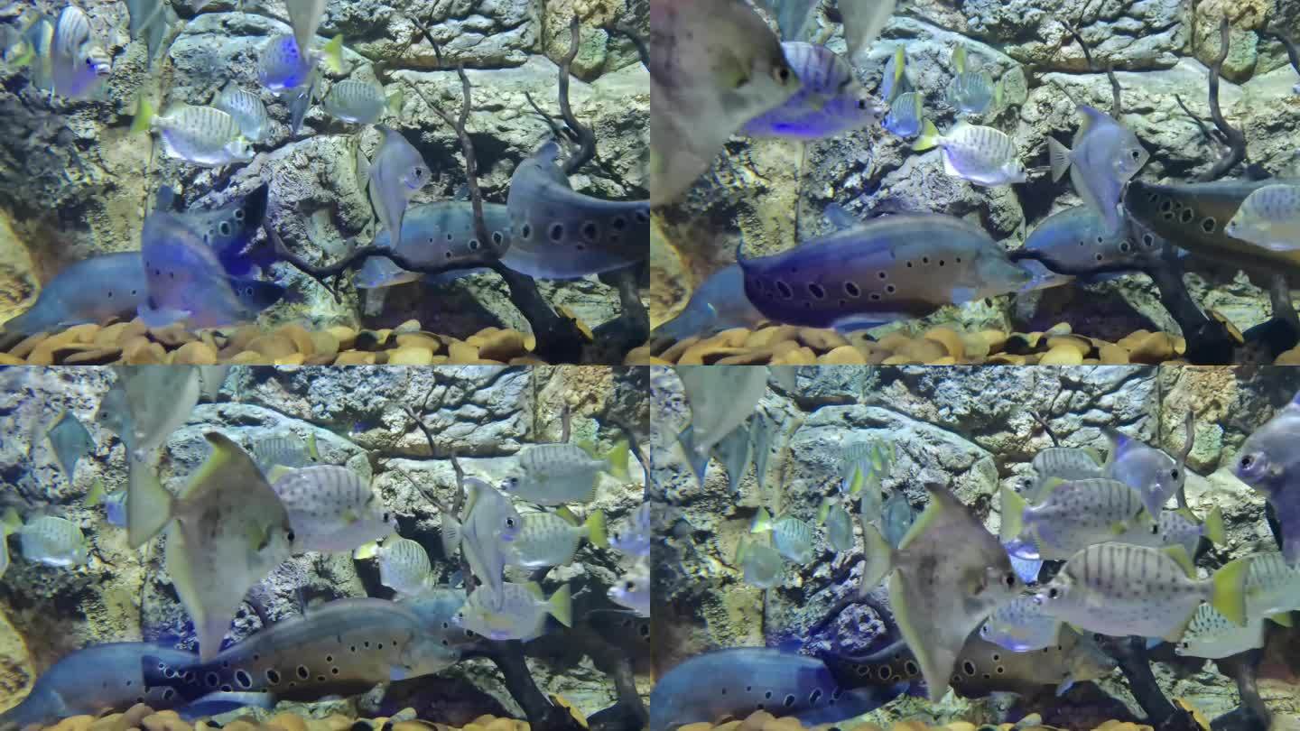 水族馆 海洋馆 鱼类  水生物 游动的鱼