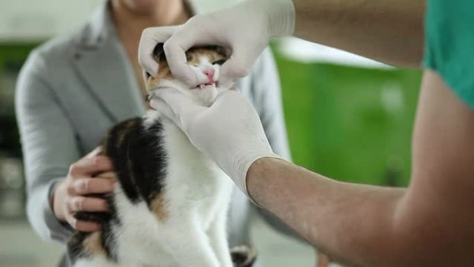 兽医治疗的猫宠物医院宠物猫看牙齿