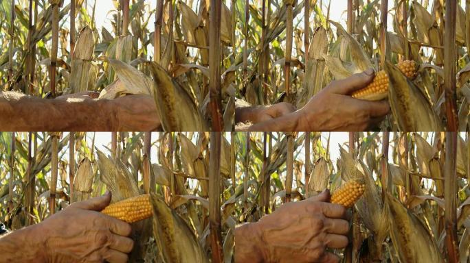 HD：农民检查玉米芯