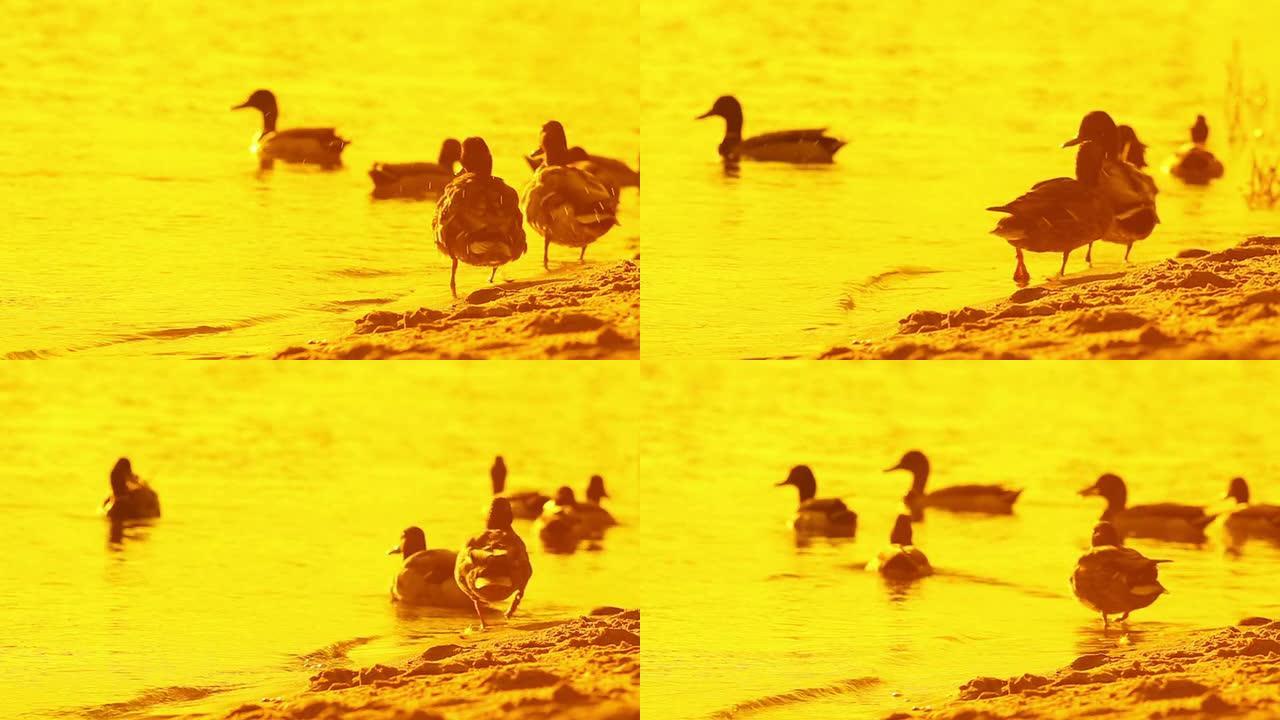 日落时水中的鸭子野生动物保护生物生态飞翔