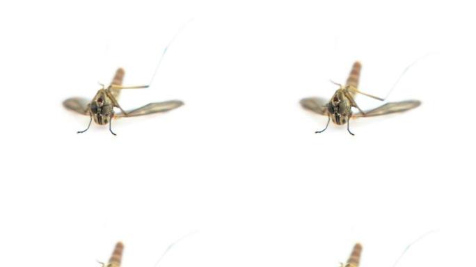 NTSC：蚊子蚊子