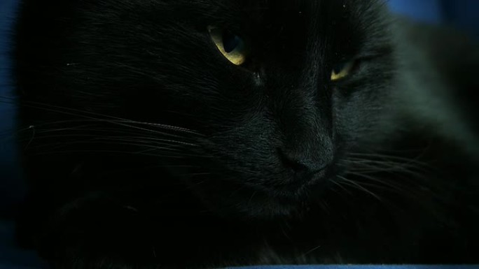 高清：黑猫觉醒黑猫睁眼