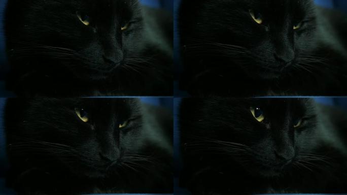 高清：黑猫觉醒黑猫睁眼