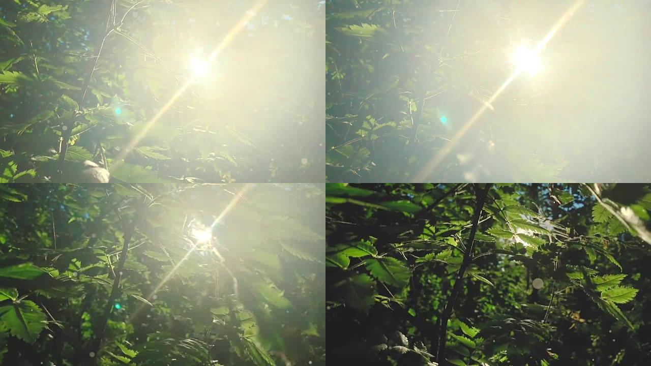 迷人的阳光美丽地照亮了山毛榉森林，生动的绿色，慢动作镜头