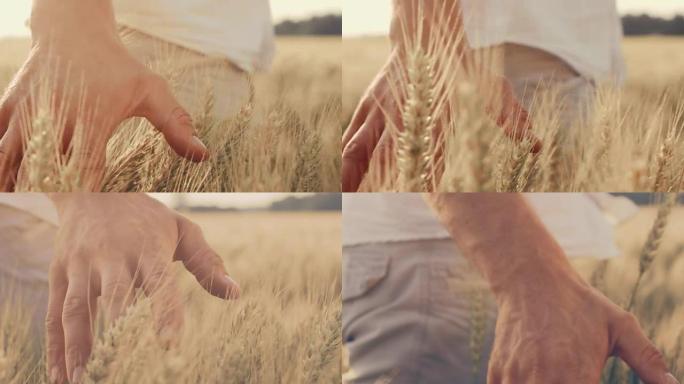 SLO MO Man在田里爱抚小麦的手