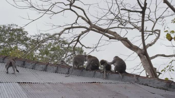 屋顶上的LS猴子屋顶上的猴子