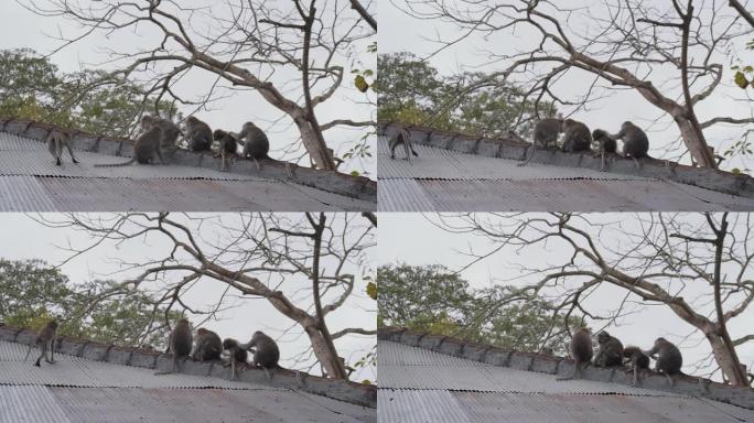 屋顶上的LS猴子屋顶上的猴子