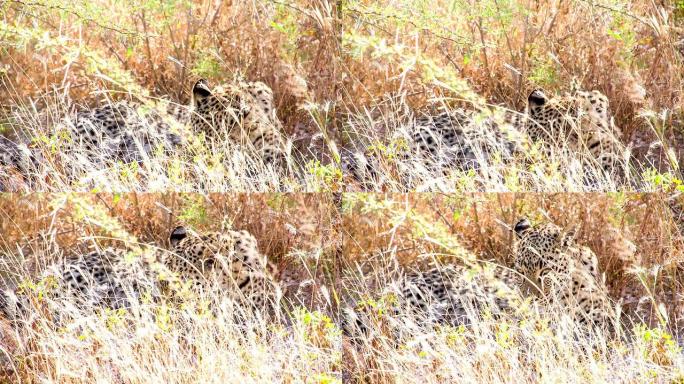 LS豹纹美容本身猎豹狩猎捕食野生动物生物