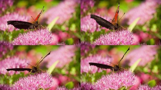 慢动作: 紫色花朵上的欧洲孔雀蝴蝶