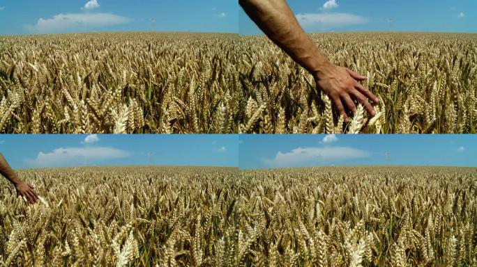 HD：手摸小麦麦田小麦大麦麦粒麦穗