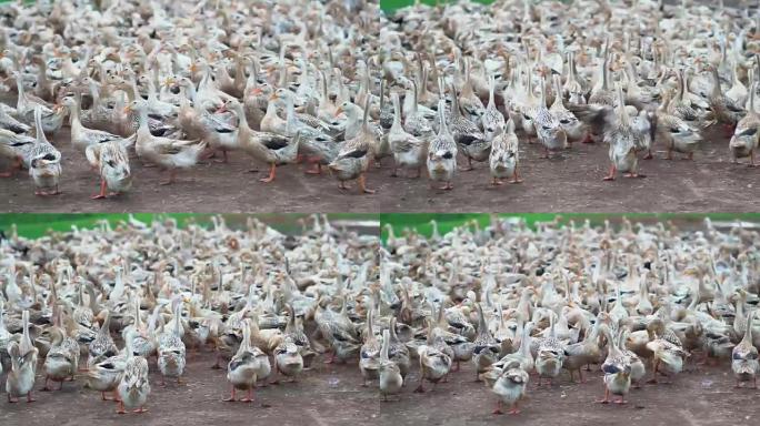 4k镜头在农场，行为和家畜概念中成群的鸭子行走和移动拍打的场景