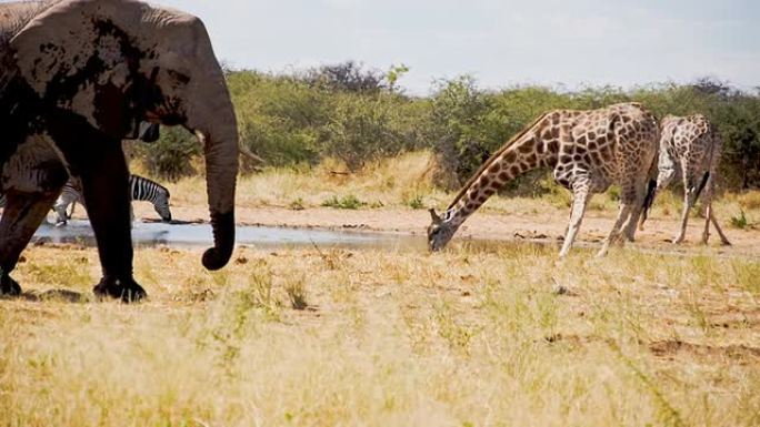 非洲野生动物喝水非洲野生动物喝水大象长长