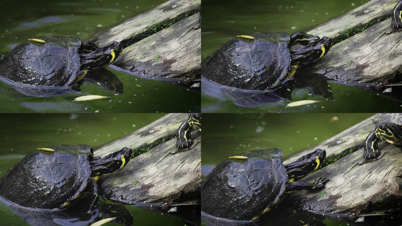 慢速运动：海龟