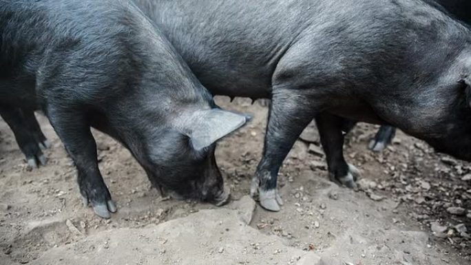 猪土猪喂猪养猪场养殖