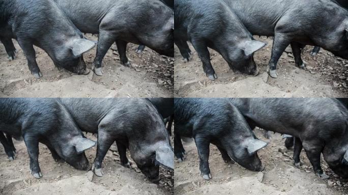 猪土猪喂猪养猪场养殖