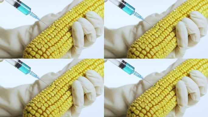 HD多莉: 将转基因注入玉米