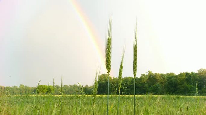HD DOLLY：大麦植物对抗彩虹