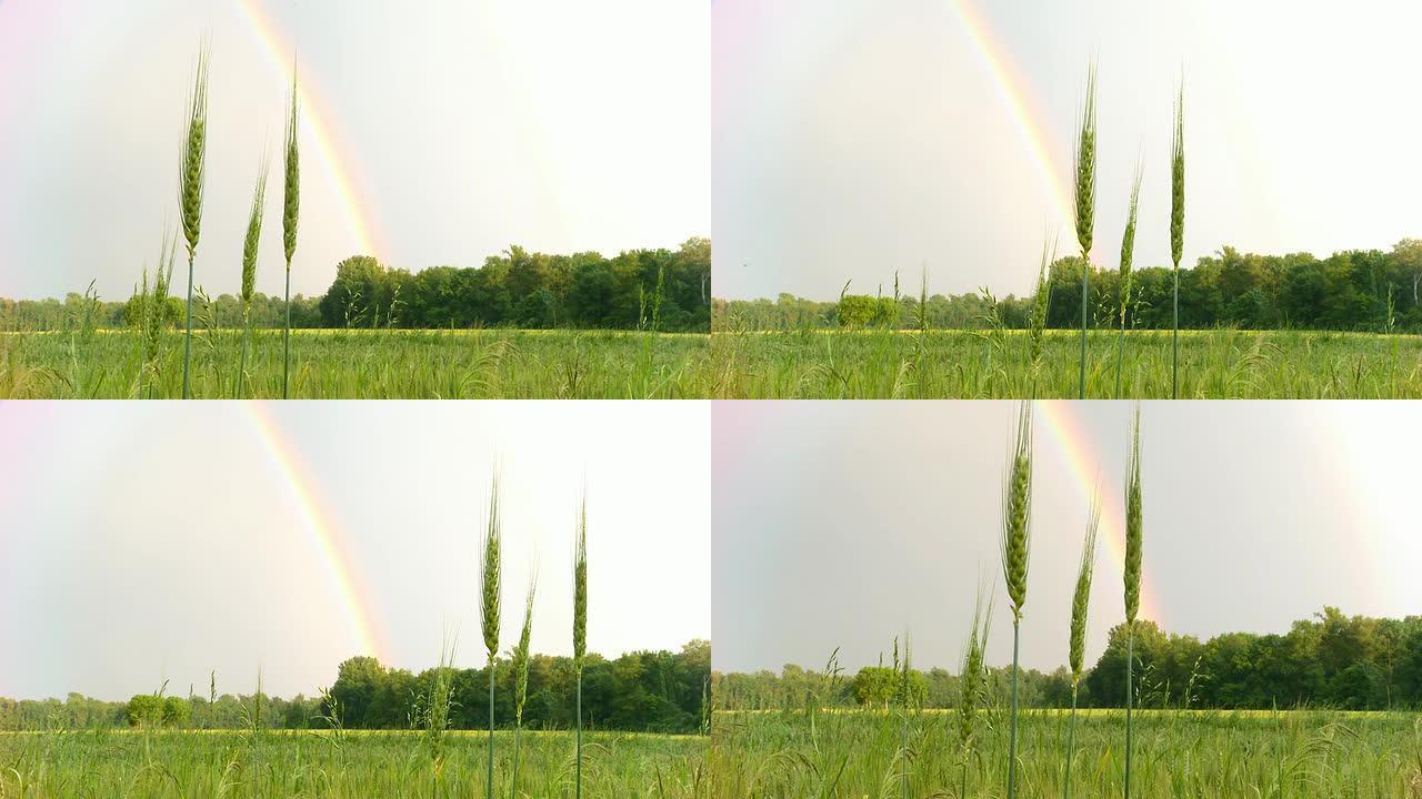 HD DOLLY：大麦植物对抗彩虹
