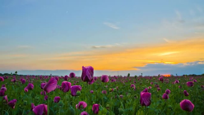 高清动态延时：从日落到夜晚的罂粟花场