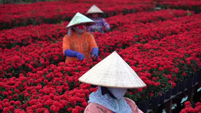 4k镜头场景三个越南园丁修剪红花花园的俯视图，越南同塔省萨德茨，传统和文化概念