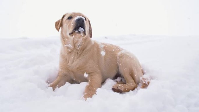 SLO MO可怜的狗在雪地里冻僵