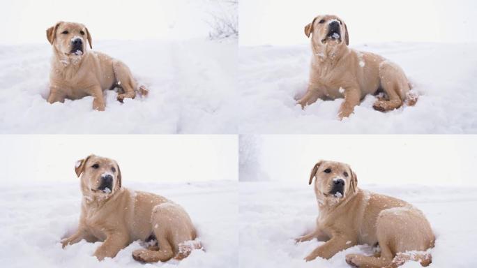 SLO MO可怜的狗在雪地里冻僵