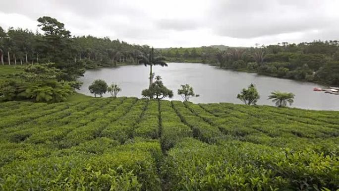 茶树的背景是湖泊有机农场生态茶园