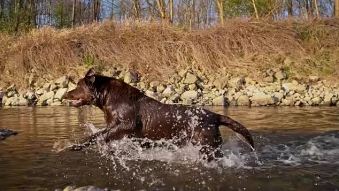SLO MO Labrador在溪流中奔跑