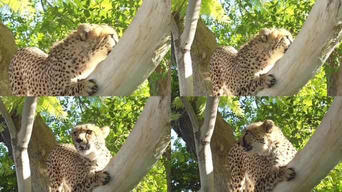 ZO豹子在树上攀爬
