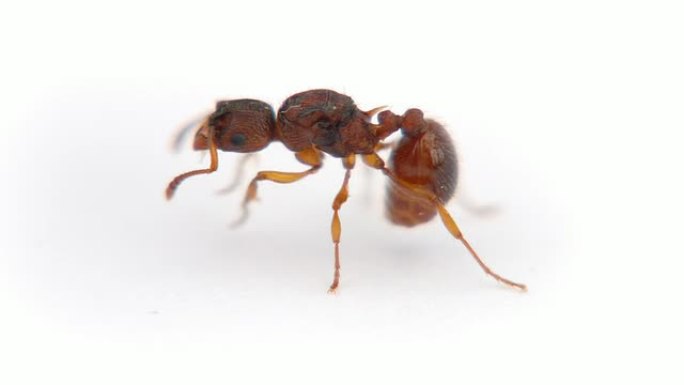 蚂蚁蚂蚁
