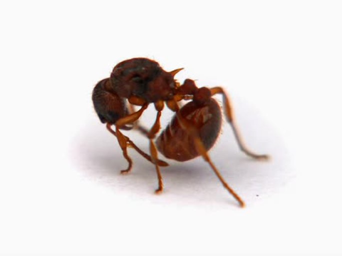 PAL：蚂蚁蚂蚁
