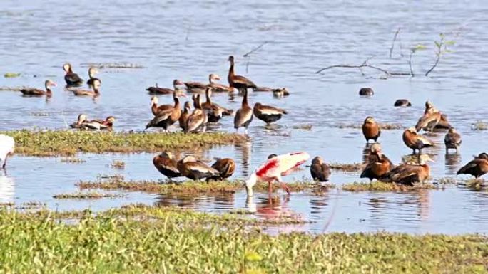 SLO MO热带鸟类在沼泽中寻找食物