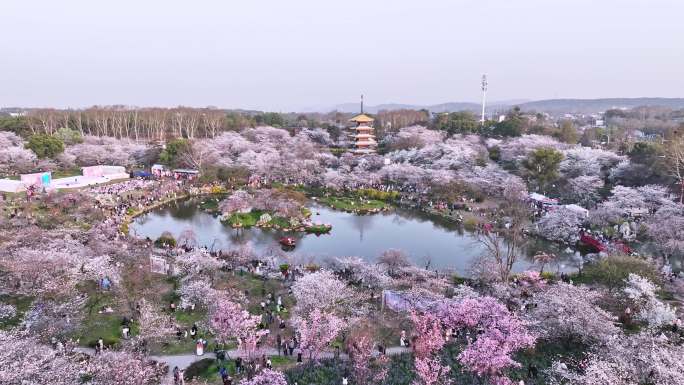 武汉东湖樱花