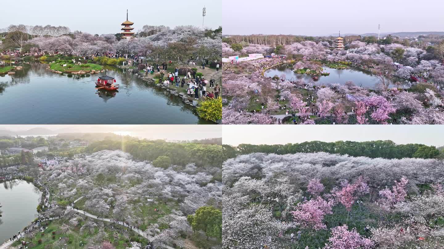 武汉东湖樱花