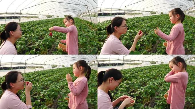 亚洲小女孩和妈妈在农场采摘草莓