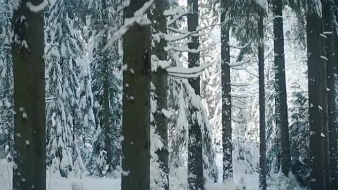 太阳在白雪皑皑的森林中移动