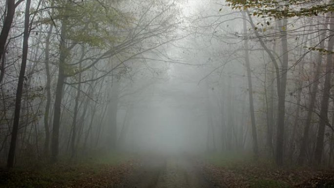 T/L 8k拍摄穿过雾蒙蒙的森林的道路