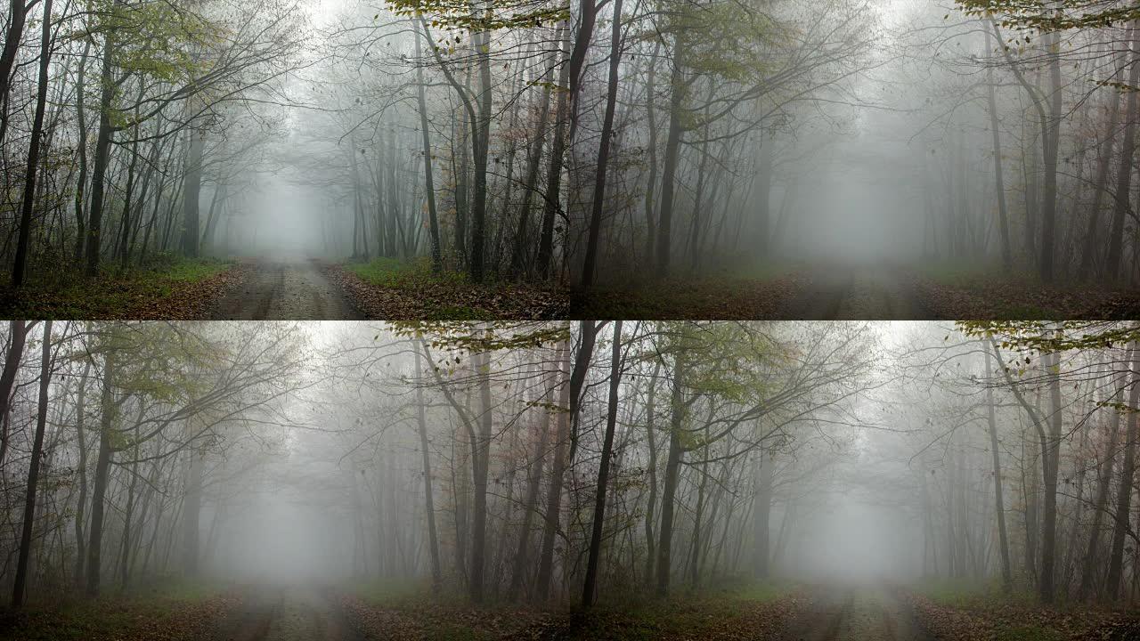 T/L 8k拍摄穿过雾蒙蒙的森林的道路