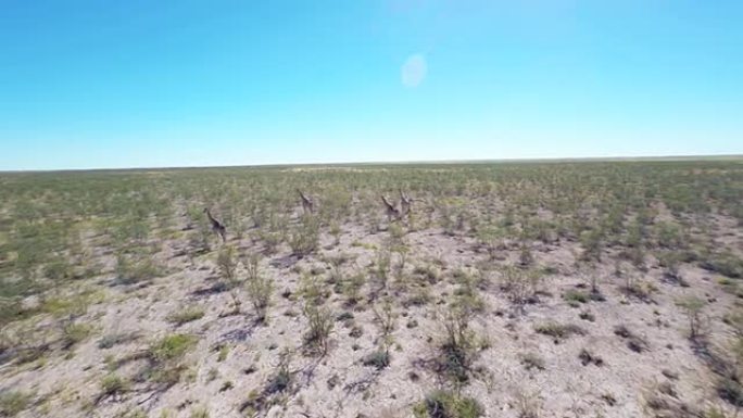 纳米比亚大草原的赫利长颈鹿