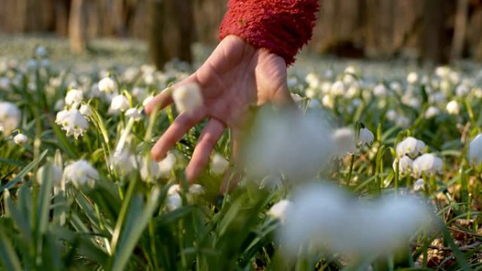 SLO MO女人的手触摸雪花莲