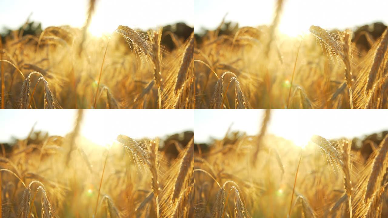 HD DOLLY：日落时的麦秆