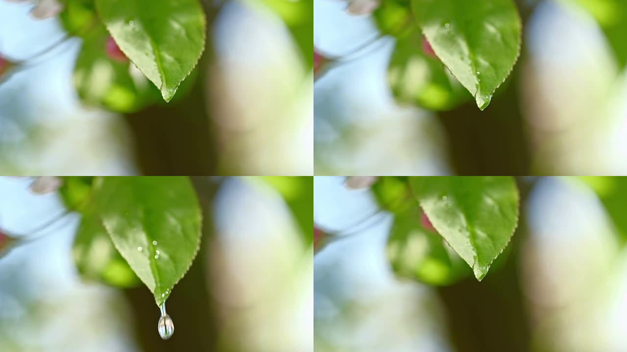 SLO MO水滴从叶子上滴下来